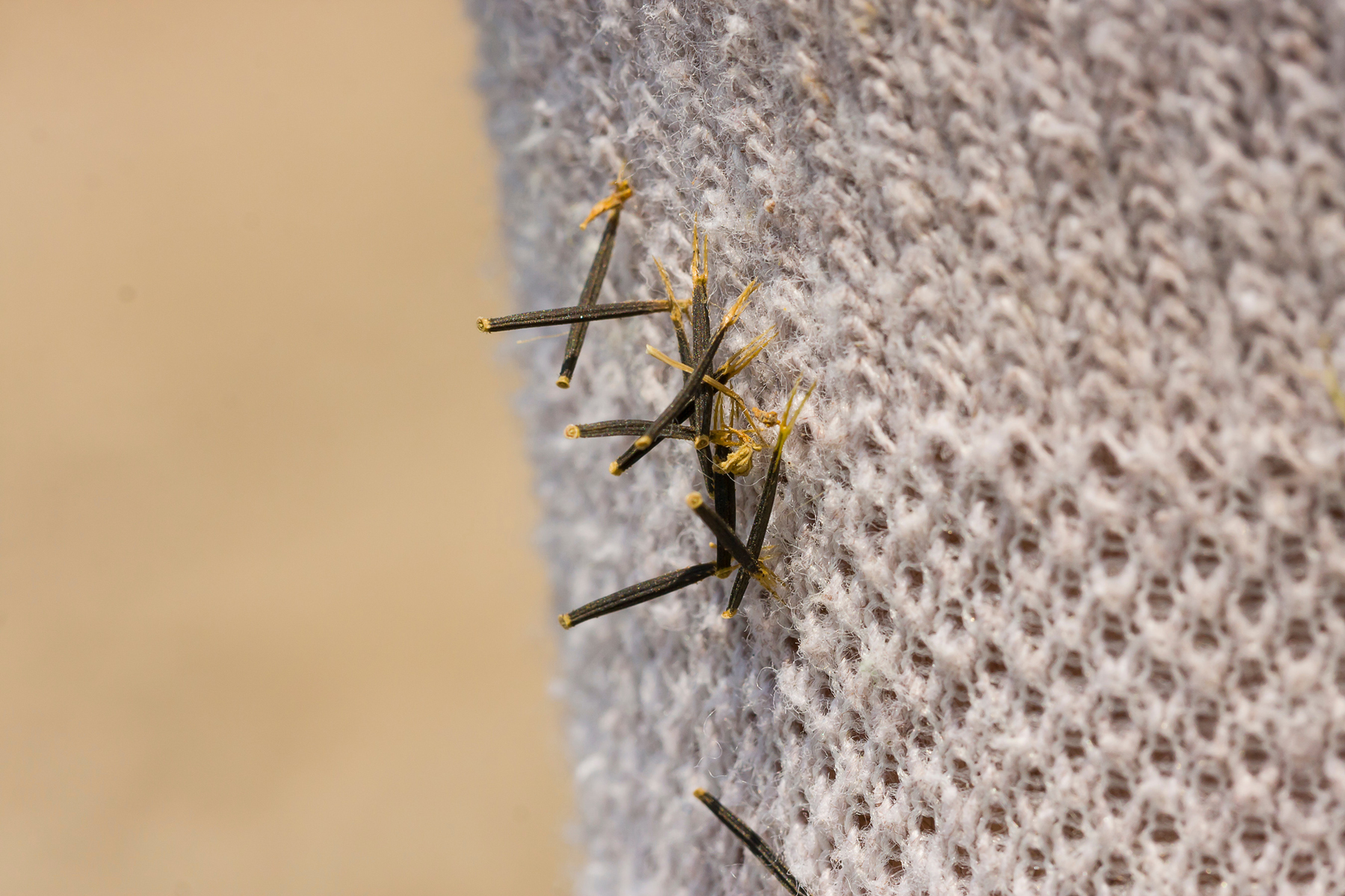 Spanish Needles Plant Healing Power Mother Earth News